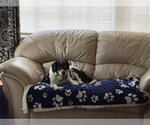 MILO - Male Cocker Spaniel-English Springer Spaniel Mix Dog for Adoption - Small photo
