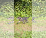 Small #3 Labrador Retriever Mix