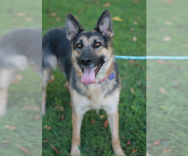 Medium Photo #8 German Shepherd Dog Puppy For Sale in Cookeville, TN, USA