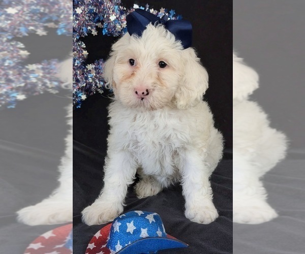 Medium Photo #11 Australian Labradoodle Puppy For Sale in WASH, NC, USA
