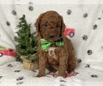 Small Photo #5 Goldendoodle-Poodle (Miniature) Mix Puppy For Sale in CEDAR LANE, PA, USA