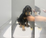 Small #2 Doberman Pinscher