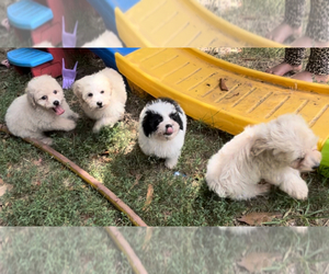 Poodle (Miniature) Puppy for sale in HALETHORPE, MD, USA