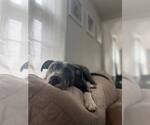 Small #9 American Pit Bull Terrier-American Staffordshire Terrier Mix