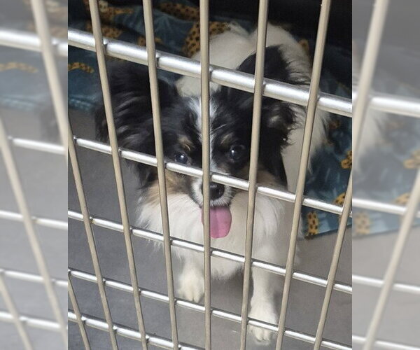 Medium Photo #1 Papillon Puppy For Sale in Decatur, IL, USA