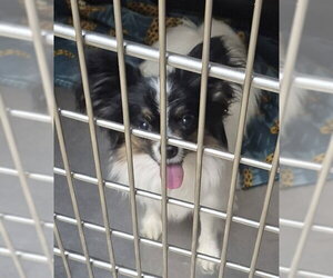 Papillon Dogs for adoption in Decatur, IL, USA
