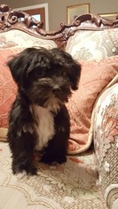Morkie-Yorkshire Terrier Mix Puppy for sale in AZLE, TX, USA