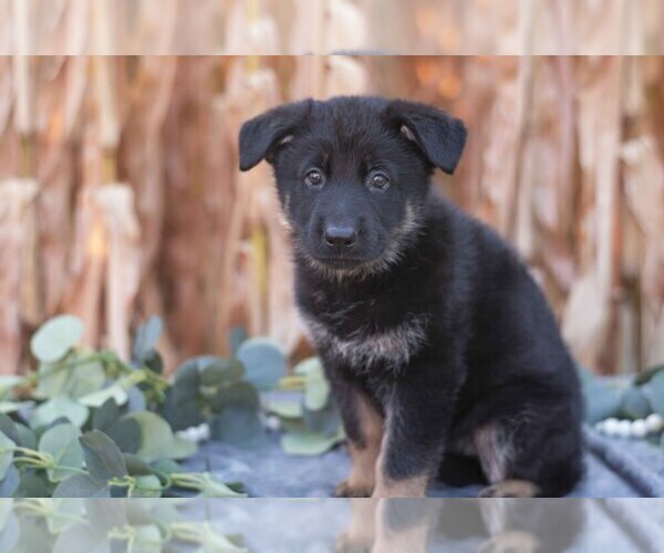 Medium Photo #1 German Shepherd Dog Puppy For Sale in FREDERICKSBURG, OH, USA