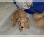 Small Photo #39 Labradoodle Puppy For Sale in WASHOUGAL, WA, USA