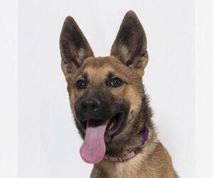 German Shepherd Dog-Unknown Mix Dogs for adoption in Santa Maria, CA, USA