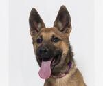 Small German Shepherd Dog Mix