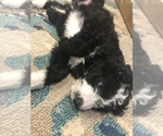 Small #33 Aussiedoodle-Poodle (Standard) Mix