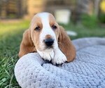 Puppy 4 Basset Hound