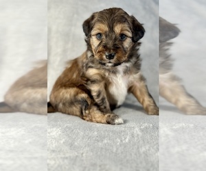 Aussiedoodle Miniature  Puppy for sale in WEST FARMINGTON, OH, USA