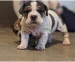 Small Photo #14 Beabull Puppy For Sale in FRESNO, OH, USA