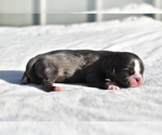 Small #2 Shih Tzu
