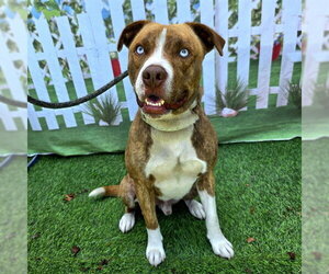 *MAGUIRE - Male Labrador Retriever-Unknown Mix Dog for Adoption - Photo #2