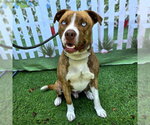 Small #1 Labrador Retriever Mix