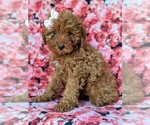 Small #1 Goldendoodle