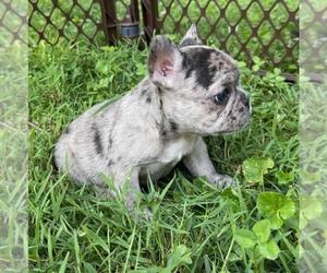 French Bulldog Puppy for sale in CHATTANOOGA, TN, USA