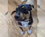 Small #9 Mutt