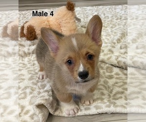 Pembroke Welsh Corgi Puppy for sale in GUTHRIE, KY, USA