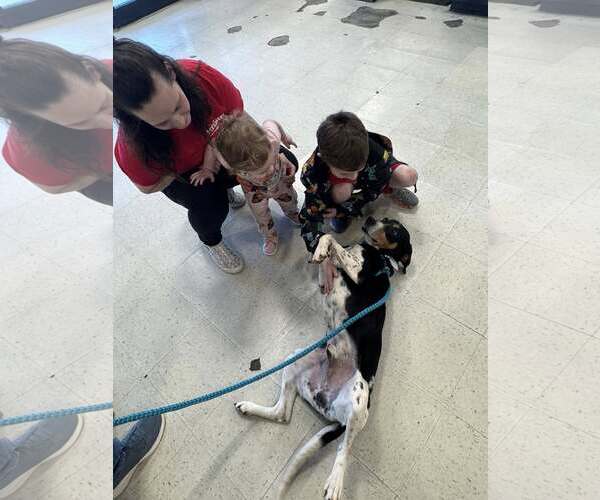 Medium Photo #3 Black and Tan Coonhound-Unknown Mix Puppy For Sale in Holly Springs, NC, USA