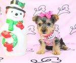 Small Photo #23 Yorkshire Terrier Puppy For Sale in LAS VEGAS, NV, USA
