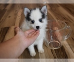 Small Photo #2 Pomsky Puppy For Sale in KANSAS CITY, MO, USA