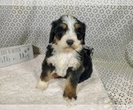 Small Photo #68 Bernedoodle Puppy For Sale in COLORADO SPRINGS, CO, USA