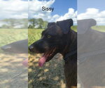 Small Photo #10 Labrador Retriever-Unknown Mix Puppy For Sale in Farmerville, LA, USA