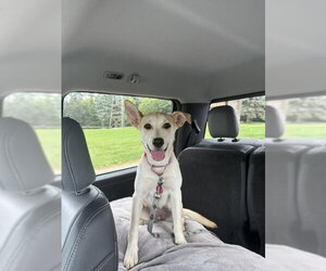 Labrador Retriever-Unknown Mix Dogs for adoption in St. Louis Park, MN, USA