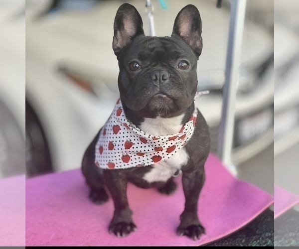Medium Photo #1 French Bulldog Puppy For Sale in RANCHO CUCAMONGA, CA, USA
