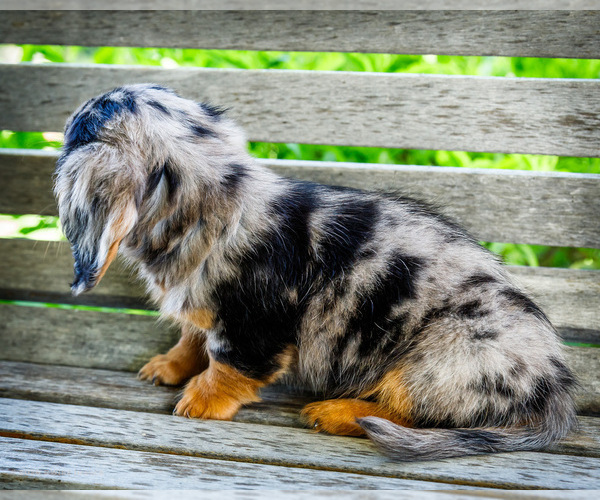Medium Photo #8 Dachshund Puppy For Sale in WAKARUSA, IN, USA