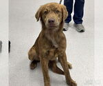 Small Retriever Mix