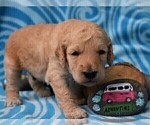 Small Photo #3 Poodle (Standard) Puppy For Sale in MALABAR, FL, USA