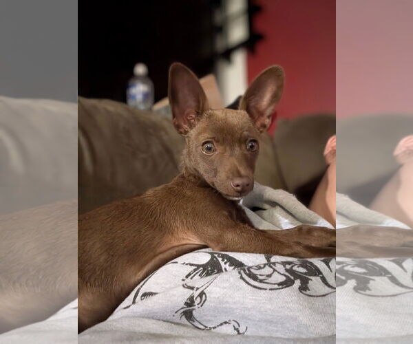 Medium Photo #6 Chihuahua-Unknown Mix Puppy For Sale in Shermans Dale, PA, USA