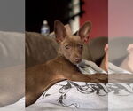 Small #5 Chihuahua Mix
