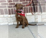 Small #4 Mastiff Mix