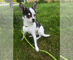 Small #1 Chihuahua Mix