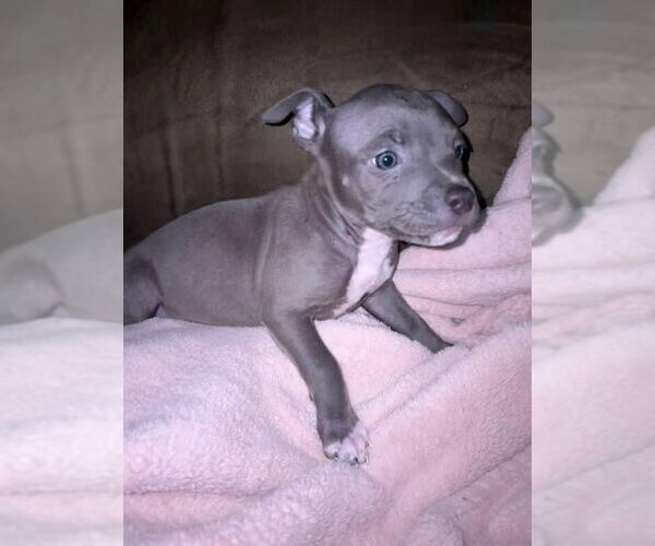 Medium Photo #1 American Pit Bull Terrier Puppy For Sale in Woodland, CA, USA