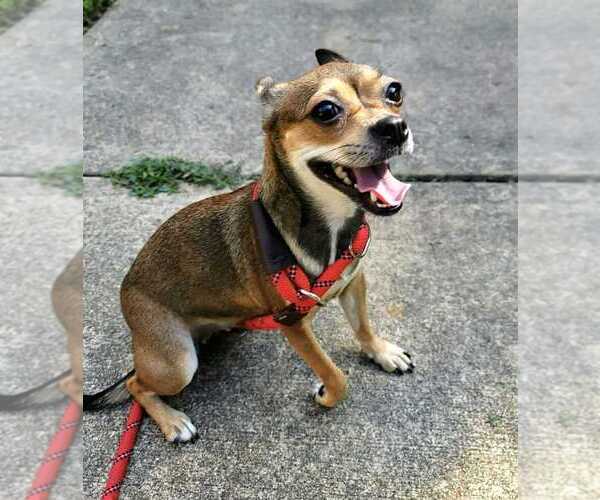 Medium Photo #12 Chihuahua-Unknown Mix Puppy For Sale in New York, NY, USA