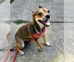 Small #11 Chihuahua Mix