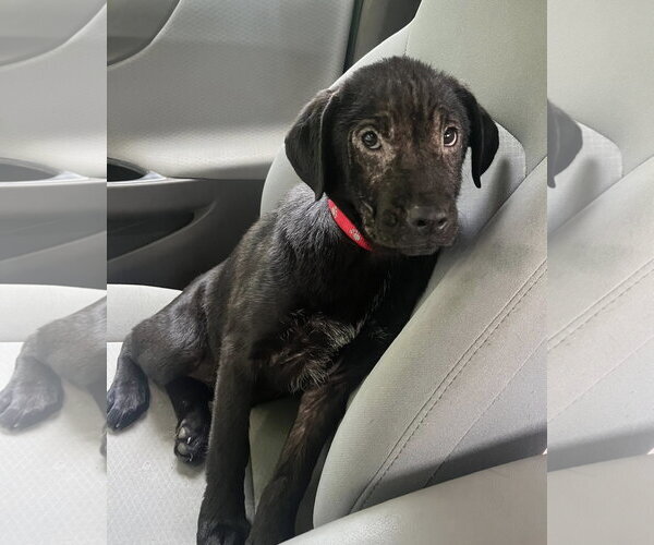 Medium Photo #4 Mutt Puppy For Sale in Mount Laurel, NJ, USA