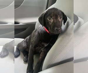 Mutt Dogs for adoption in Mount Laurel, NJ, USA