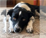 Small #1 Border Collie Mix