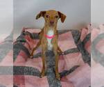 Small #5 Dachshund-Italian Greyhound Mix