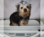 Small #4 Yorkshire Terrier