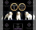 Puppy Jennie F1 Cavapoo