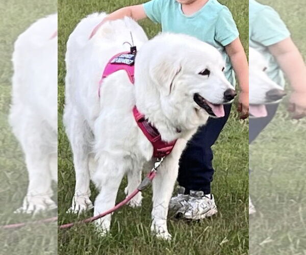 Medium Photo #9 Great Pyrenees Puppy For Sale in Dallas, TX, USA